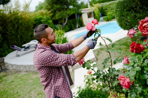 Professional hedge trimming service in Haringey garden